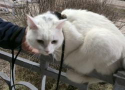 Сбежавшего с поезда котика нашли в Воронежской области