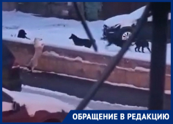 Стая молодых собак лишила ночного покоя жителей воронежской улицы 