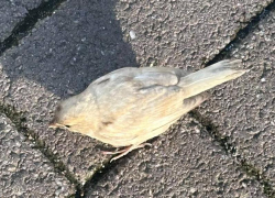 Очень редкого воробья заметили в Воронеже