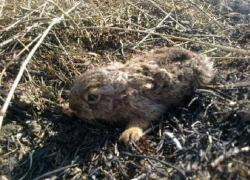 Ландшафтные пожары начали убивать животных в Воронежской области 