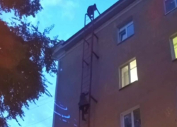 Подростки забрались на крышу пятиэтажки и попали на видео в Воронеже