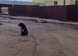Реки из нечистот, громкий лай и собаки без бирок: воронежцы попали в громкую и очень влажную ловушку