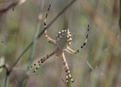 В Воронежском заповеднике обнаружили редкого паука, похожего на овощ