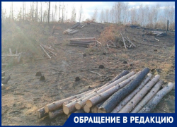 Массовую вырубку леса с 11 кострами вскрыли под Воронежем 