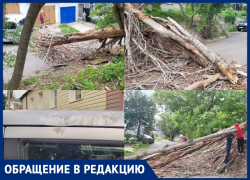 Упавшее сухое дерево повредило машину и вызвало коммунальный хаос в Воронеже