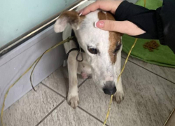 Привязали на проволоку: собаку бросили возле воронежского ТРЦ