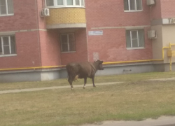 Дефиле одинокой коровы попало на фото в Воронеже 