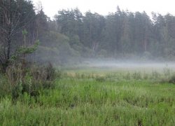 В Воронежском заповеднике имени Пескова пройдет фестиваль «Лес мечты»