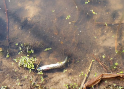 “Вода цвета молока и воняет”: воронежцы вновь сняли на видео мертвую рыбу 