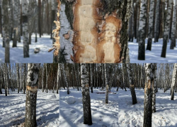 Стало известно об очередном случае экологического вандализма в Северном лесу Воронежа