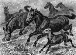 Воронежский музей-заповедник «Дивногорье» представит на Куликовом поле уникальную выставку