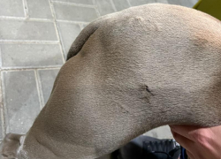 Бродячие псы прокусили ногу домашней собаке в воронежском микрорайоне 