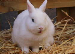 Воронежец освободил кроликов соседа из клеток, а потом их съел