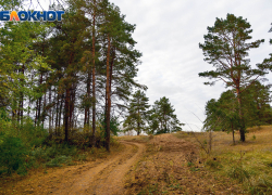 Воронежцам запретят ездить в лес