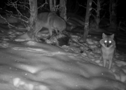 Новые хищники стали обитать на территории Хоперского заповедника в Воронежской области