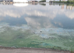 Сбросы нечистот назвали причиной цветения Воронежского водохранилища
