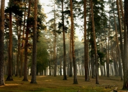 Александр Гусев попросил сберечь "Лес Победы"