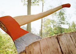 В воронежском микрорайоне Сомово спилили дубы на миллионы рублей