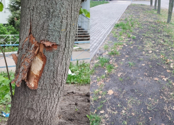 Как выглядит газон, ради которого уничтожали деревья на бульваре Победы