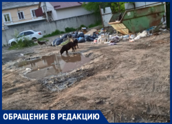 Собачий водопой посреди унылой воронежской действительности сняли на видео