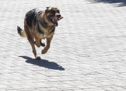 Нападение бродячей собаки на девочку привело к уголовному делу в Воронеже