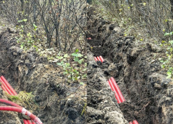 «Парк ни в чем не потеряет»: концессионер воронежского «Танаиса» объяснил рубку корней