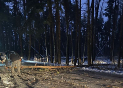 О падающих деревьях на фоне елки за 70 млн рублей рассказали воронежцы