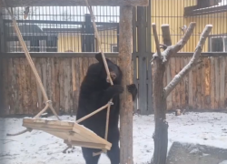 Звёздный час Пуши: как цирковая карьера помогает медведице обживать новый вольер в Воронеже