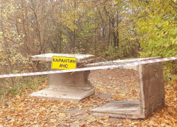 Из-за африканской чумы свиней охоту запретили в четырех районах Воронежской области