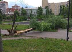 Огромное дерево рухнуло на детскую площадку в центре Воронежа