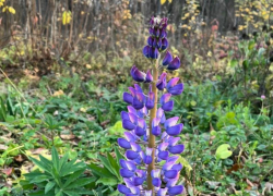 Ноябрьские люпины поражают жителей Воронежа