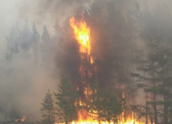 Языки пламени и дымовая завеса: мощный пожар уничтожил часть воронежского заповедника 