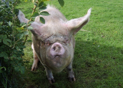 В Воронежской области стало меньше бешеных животных в 1,8 раз