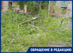 Разрушительные последствия крепкого ветра показали в Воронеже 