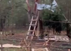 "Они рубили как могли": дети устроили хаос в Воронежском лесу