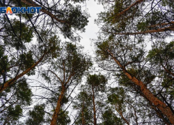 Новая особо охраняемая природная территория появится в Воронеже 