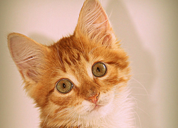 Котёнок стал причиной уголовного дела в отношении жительницы Воронежа