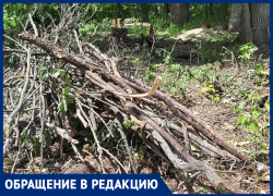 Странная вырубка деревьев в Старинном парке обеспокоила воронежцев