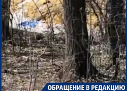 Деревья на трассе "Воронеж-Курск" превратили в сборщиков мусора