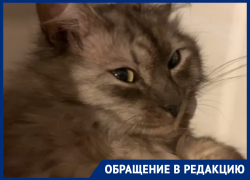 В нереальной позе застали саблезубого курильского кота в холодильнике в Воронеже