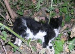 О массовом убийстве кошек сообщили воронежцы 