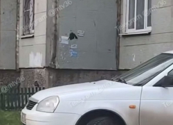 Чернокрылого похитителя объявлений со стен записали на видео в Воронеже