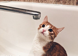 Стало известно об отключении горячей воды 20 апреля почти во всех районах Воронежа