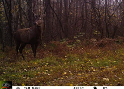 "Единорог" завелся в Воронежском заповеднике