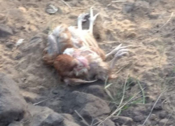 Куриное кладбище на свалке записал на видео житель Воронежской области