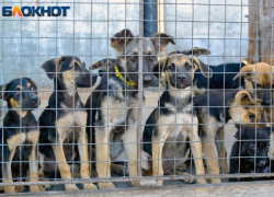 Воронежец зверски зарезал щенков на даче 