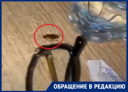 Тараканьи бега: как насекомые уживаются с пациентами в воронежской больнице 