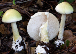 Две женщины скончались из-за отравления грибами в Воронеже