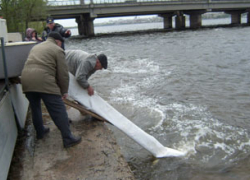 36 тысяч рыб выпустили в Воронежское водохранилище 