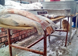 Кошачий рыбнадзор заметили на остановке в Воронеже